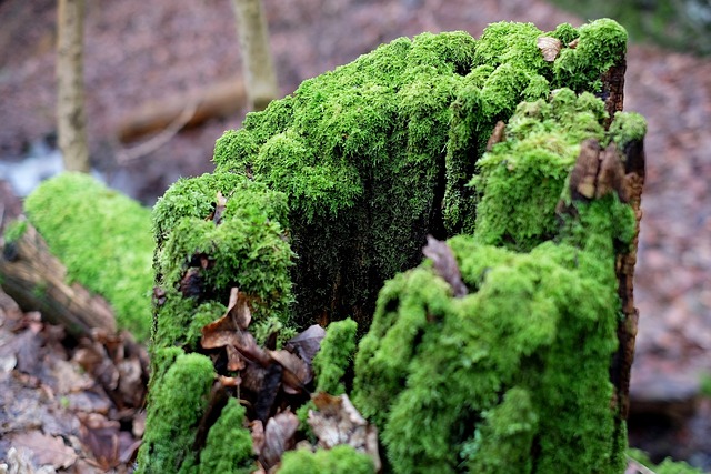 tree-stump-640x480-40392789.jpeg