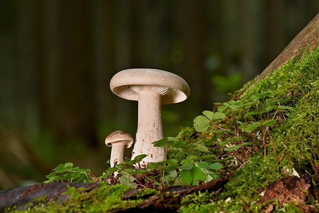 tree-stump-640x480-41361308.jpeg