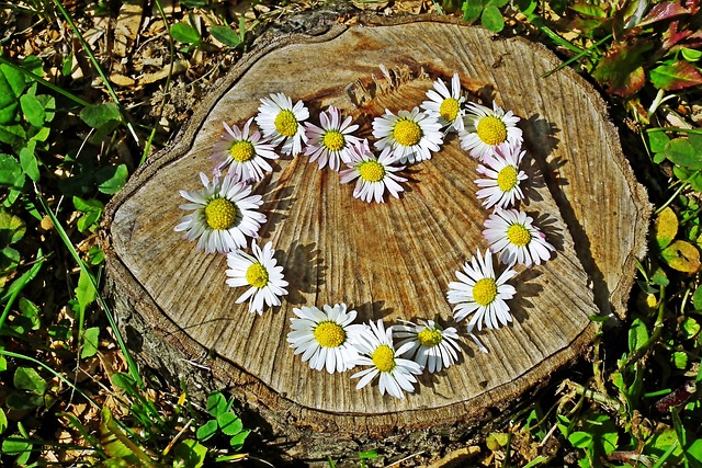tree stump