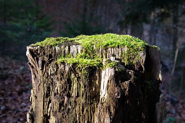 tree-stump-640x480-42086539.jpeg