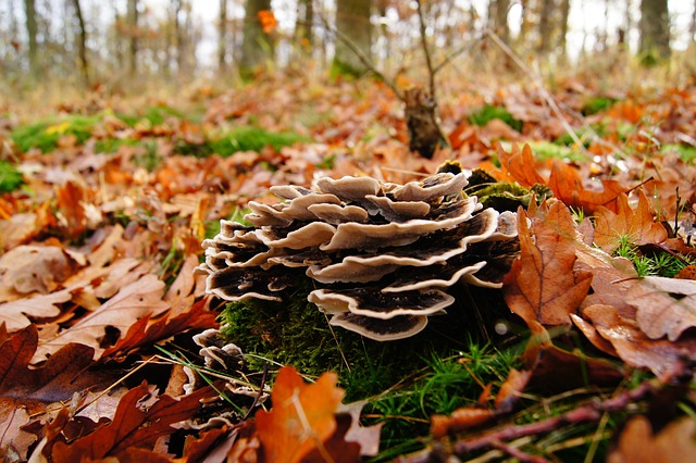 tree stump