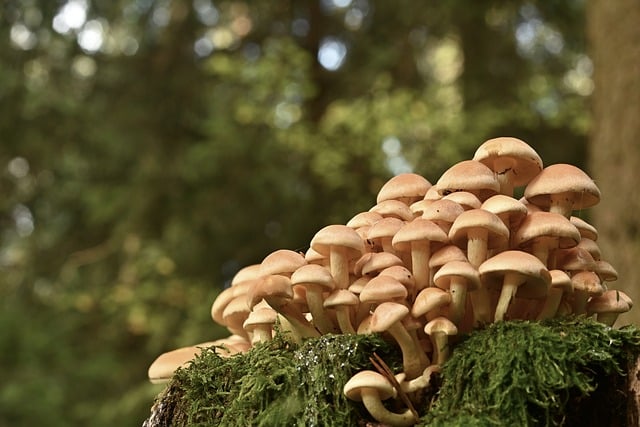 tree stump