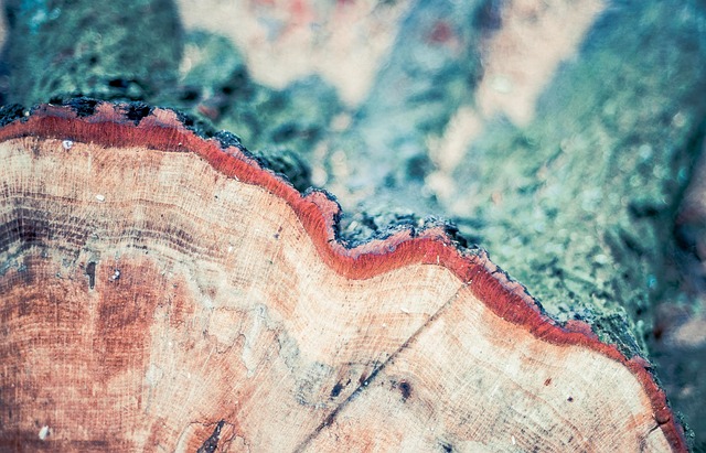 tree stump