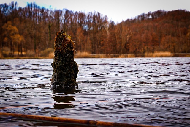 tree stump