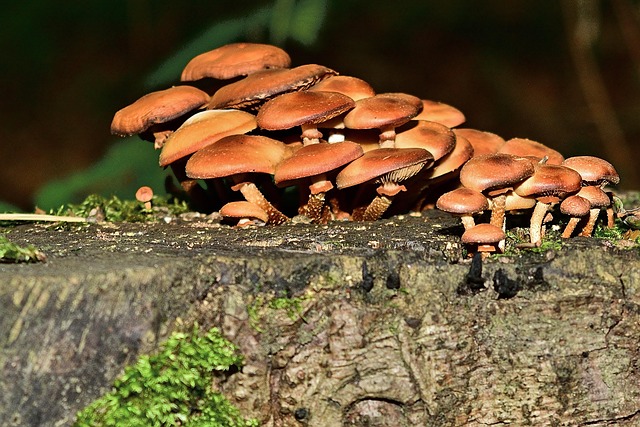 tree stump