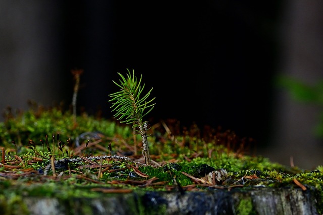 tree stump