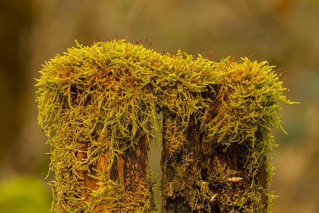 tree stump