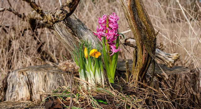 tree stump