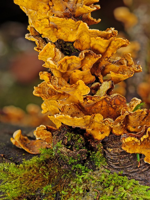 tree-stump-640x480-47748914.jpeg