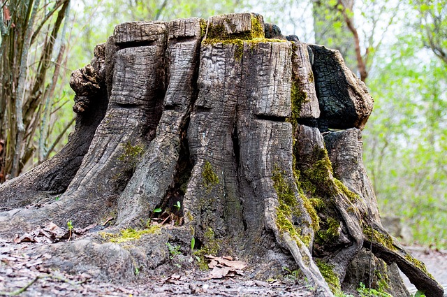 tree stump