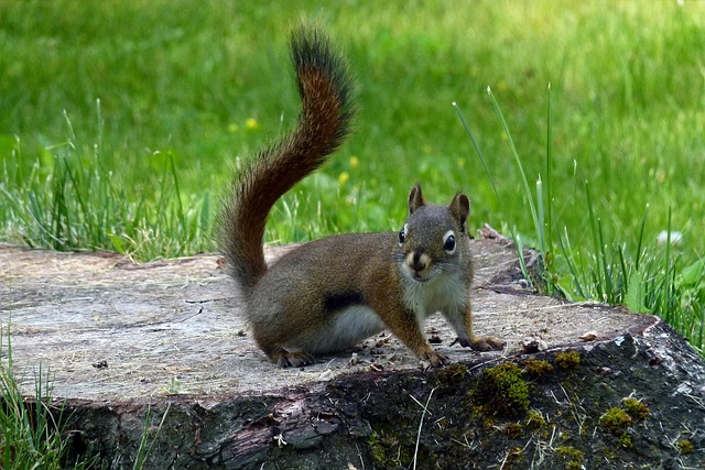 tree-stump-640x480-49083070.jpeg