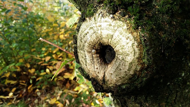 tree stump