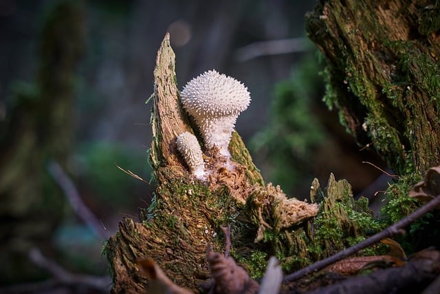tree stump
