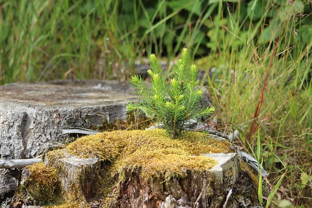 tree stump