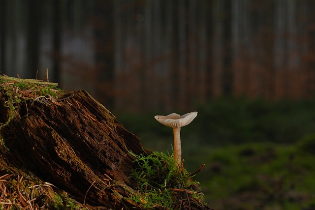 tree stump