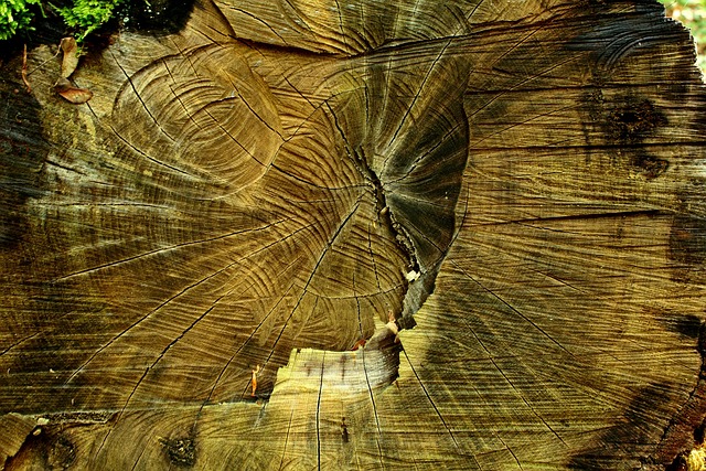 tree stump
