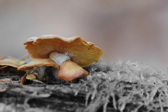 tree stump