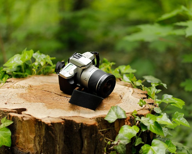 tree-stump-640x480-50143840.jpeg