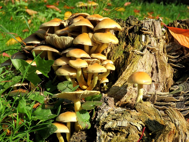 tree-stump-640x480-50325298.jpeg