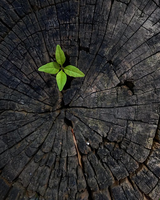 tree stump
