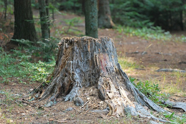 tree stump