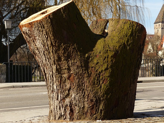 Stump Removal Plano TX: Efficient Safety-Focused Professional Services