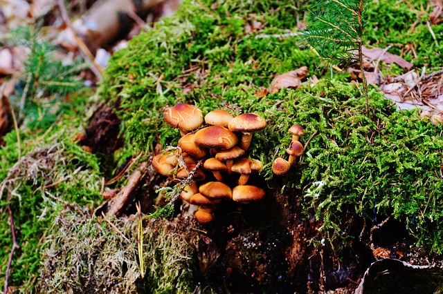 tree stump