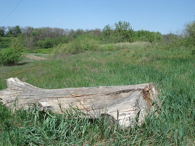 tree stump
