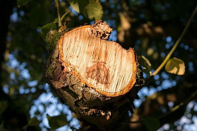 tree stump