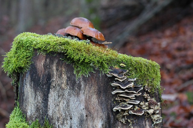 tree-stump-640x480-52904071.jpeg