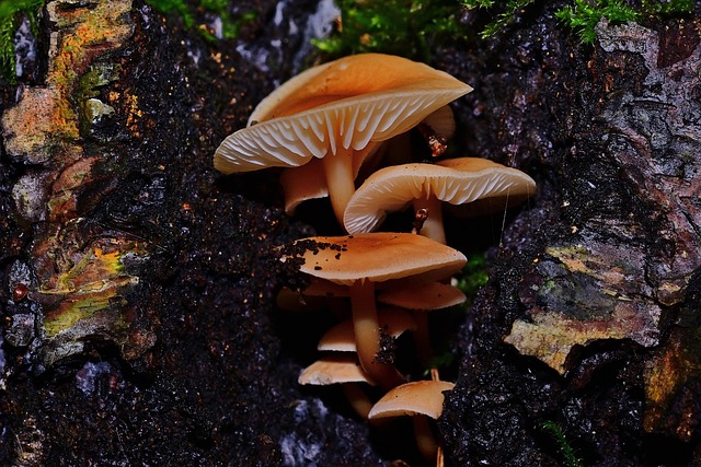 tree stump