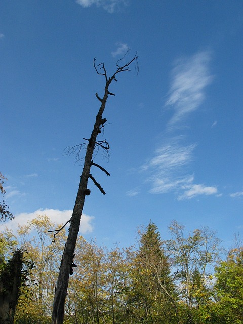 tree stump