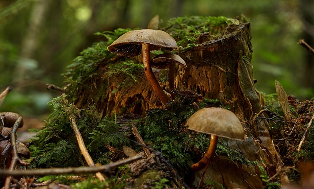 tree stump