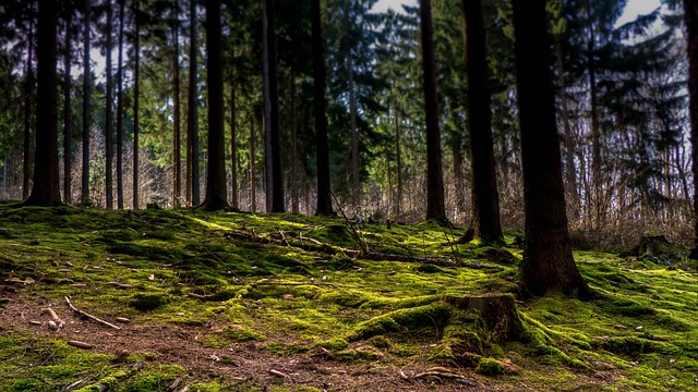tree stump