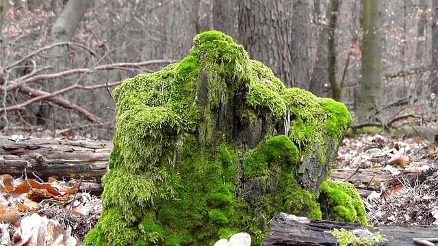 tree stump