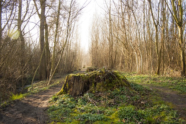 tree stump