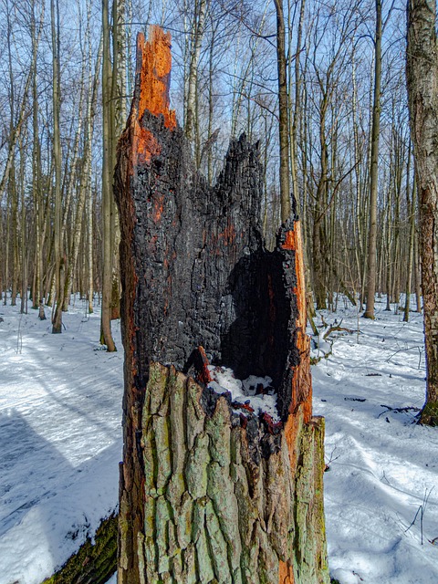 tree stump