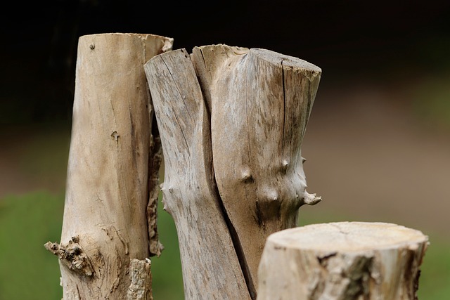 tree stump