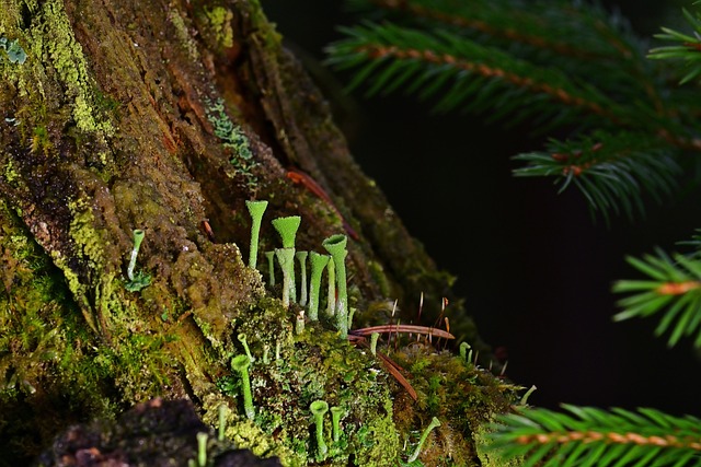 tree stump