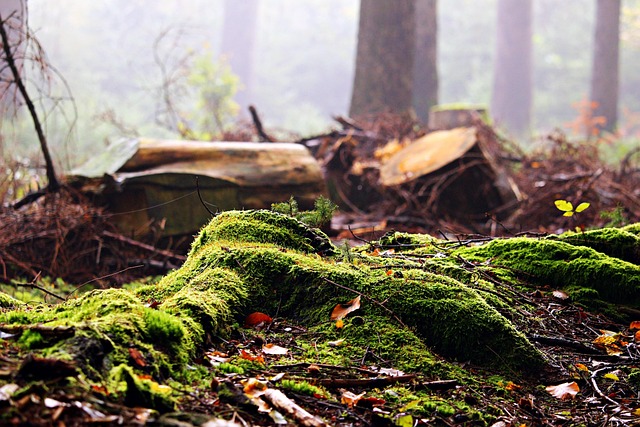 tree stump