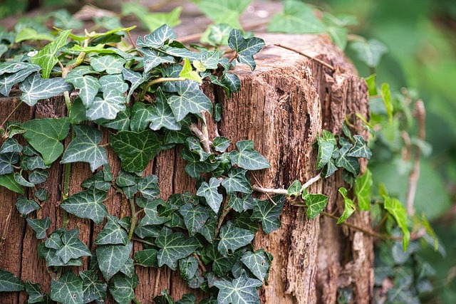 tree stump