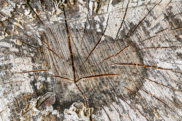 tree stump