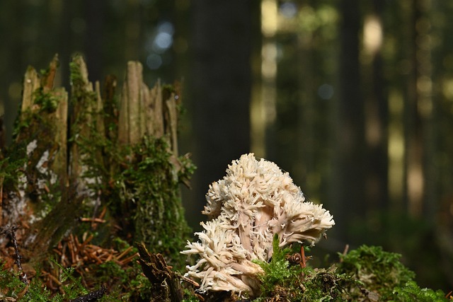 tree-stump-640x480-63306602.jpeg