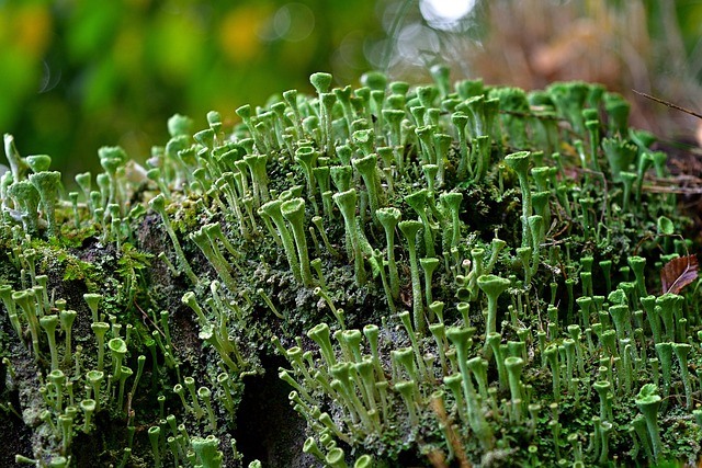 tree stump