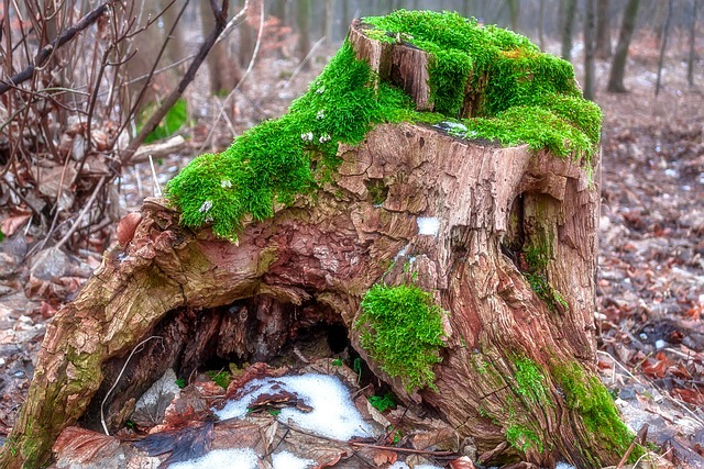 tree stump