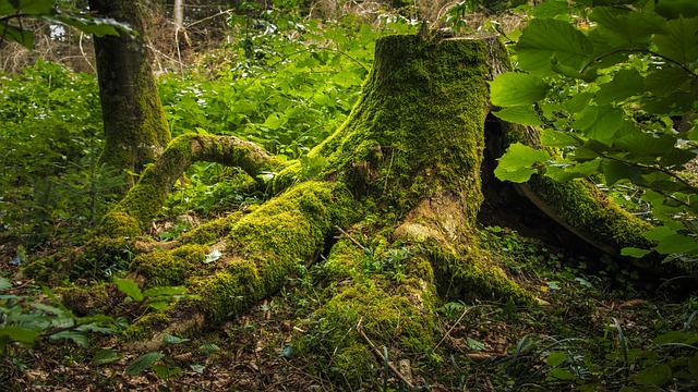 tree stump