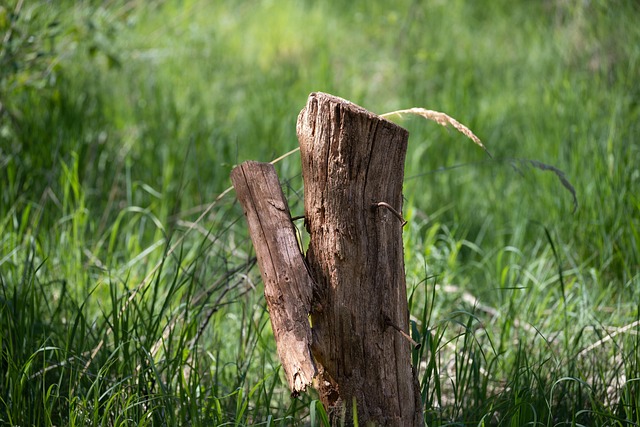 tree-stump-640x480-65904335.jpeg