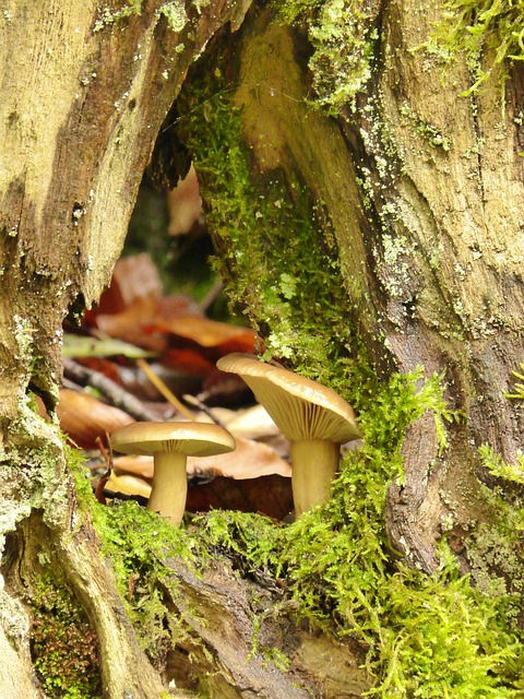 tree stump