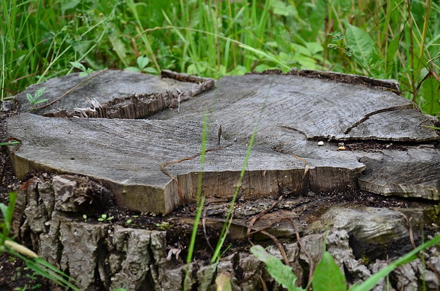tree-stump-640x480-67674337.jpeg