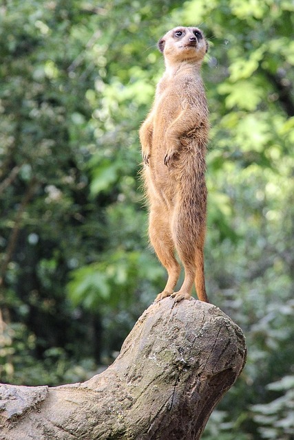 tree stump